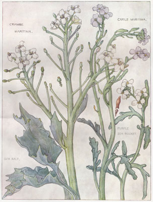 Sea Kale, Purple Sea Rocket